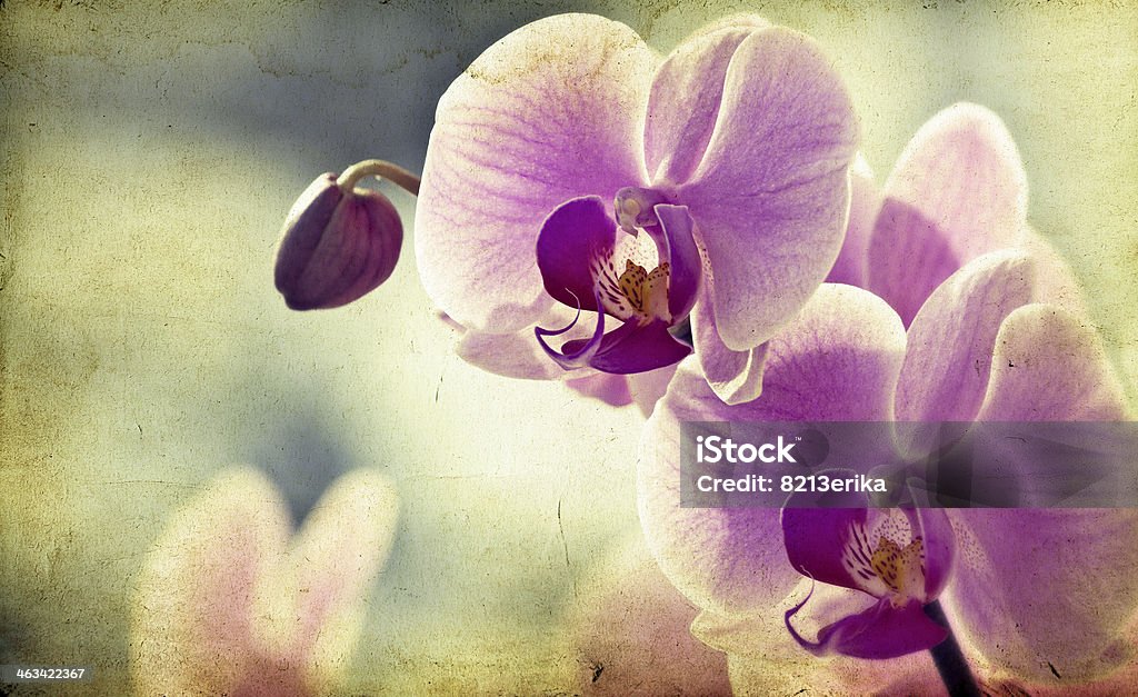 Rosa Orchidee auf vintage-Hintergrund - Lizenzfrei Alt Stock-Foto