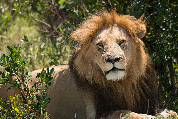 istock Male lion in Maasai Mara 463423645