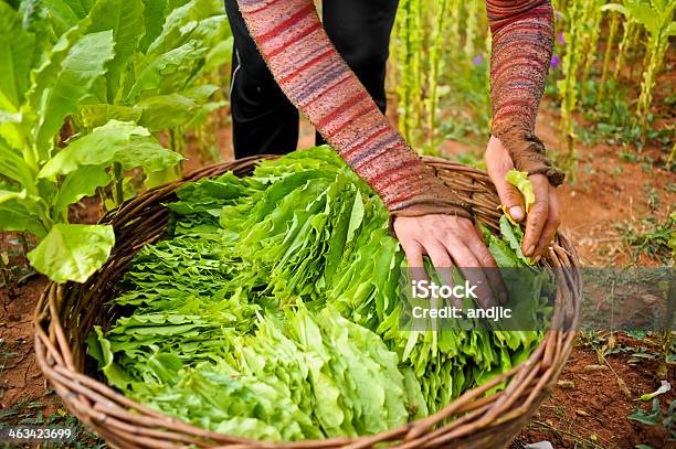 El Tabaco Harvest Foto de stock y más banco de imágenes de Cultivo de tabaco - Cultivo de tabaco, Granja, Producto relacionado con el tabaco