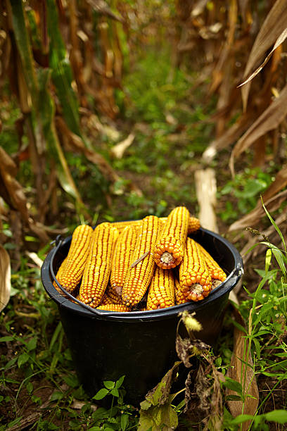 Free Stock Photo of Bucket Full of Corn in Field | Download Free Images ...