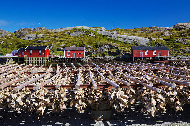 魚のストック lofoten - stockfish ストックフォトと画像