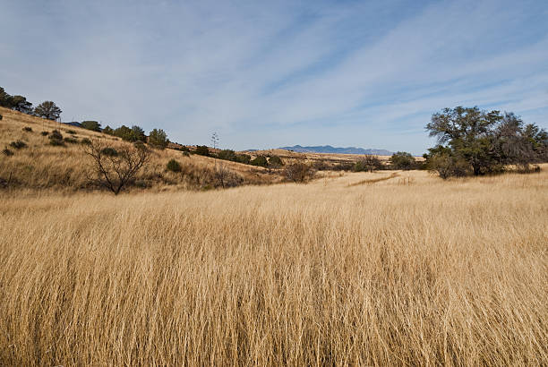 Native Grassland at Brown's Canyon