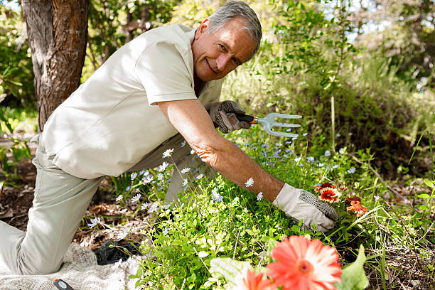 istock Retired mature man gardening 463427727