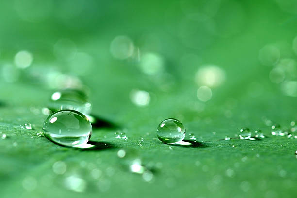 istock Drop of water on lotus leaf 463428027