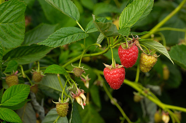 close-up of ripening raspberries en la vid - raspberry berry vine berry fruit fotografías e imágenes de stock