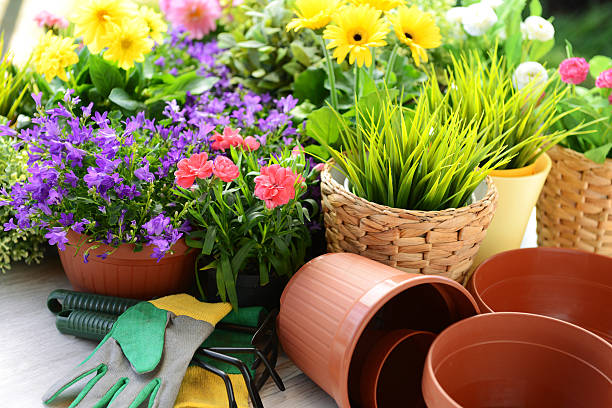 istock plants in pots and garden tools 463432161