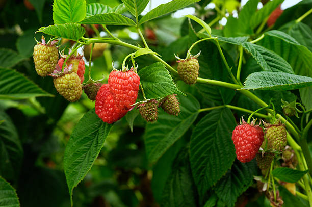 close-up of ripening raspberries en la vid - raspberry berry vine berry fruit fotografías e imágenes de stock