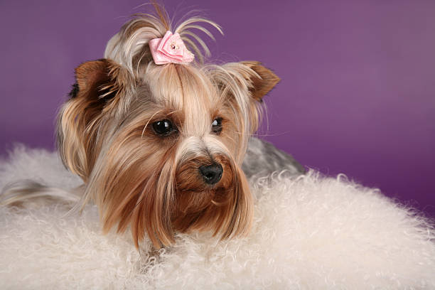istock Beautiful lady yorkshire Terrier looking aside 463434093