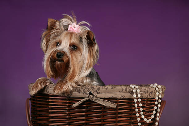 istock Beautiful lady yorkshire Terrier in basket 463435095