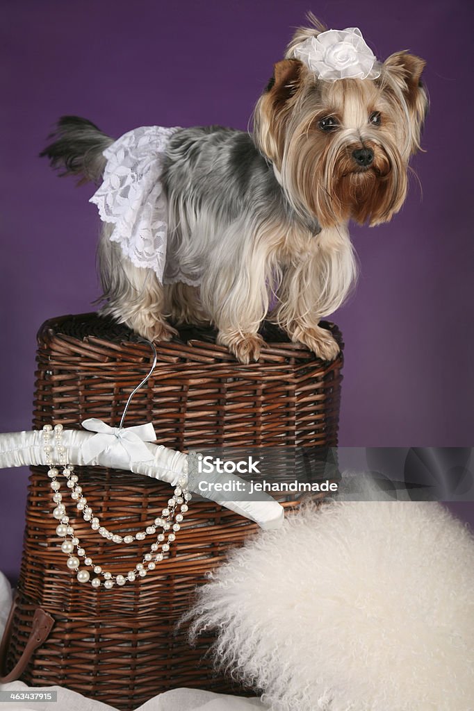 Beautiful lady yorkshire Terrier standing on basket Animal Stock Photo