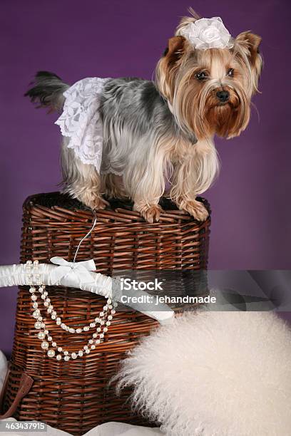 Beautiful Lady Yorkshire Terrier Standing On Basket Stock Photo - Download Image Now