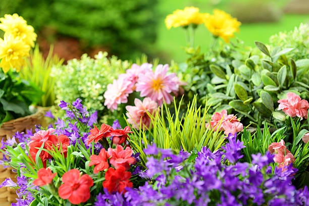 istock dahlias, carnations and campanula 463446585