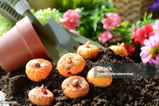 Blumen Im Garten Stockfoto und mehr Bilder von Agrarland - Agrarland, Ausrüstung und Geräte, Baumblüte