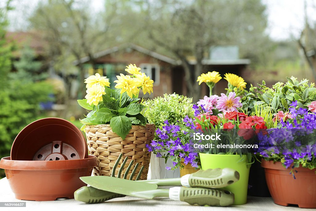 Fiori nel giardino - Foto stock royalty-free di Accudire