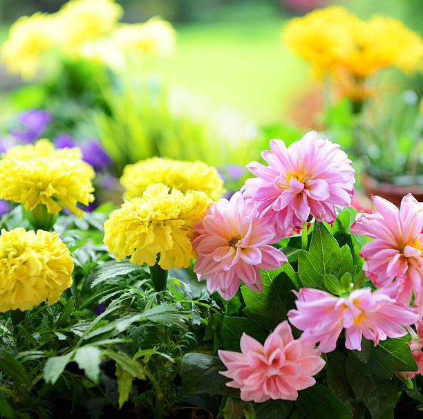 istock dahlias and marigolds 463447681