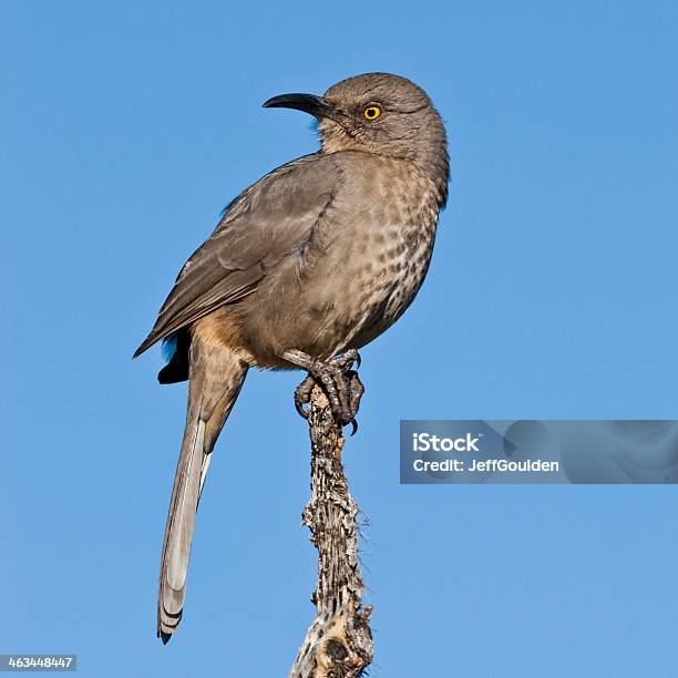 Curvedebicotordo - Fotografias de stock e mais imagens de América do Norte - América do Norte, Animal, Animal selvagem