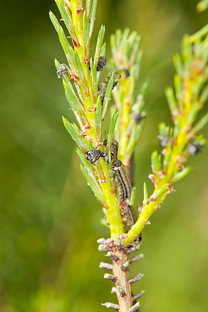 istock Neodiprion sertifer, european pine sawfly larva 463453387