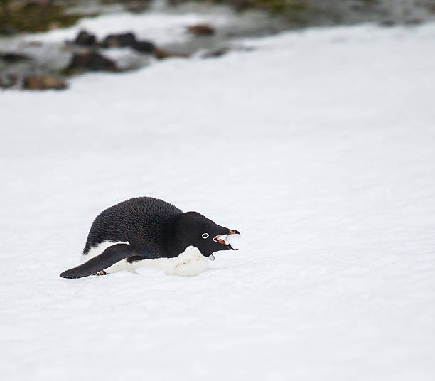 pinguim-de-adélia - bird black penguin gentoo penguin imagens e fotografias de stock