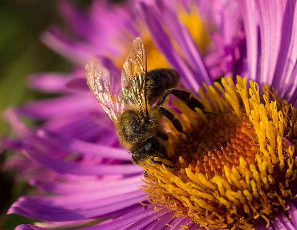 Bee on Aster Bee collecting nectar on an aster vermehrung stock pictures, royalty-free photos & images
