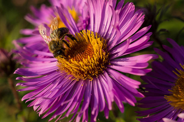 Bee on Aster Bee collecting nectar on an aster vermehrung stock pictures, royalty-free photos & images