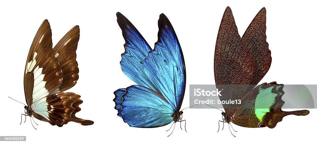 Motyl makro tle - Zbiór zdjęć royalty-free (Bezpłatny)