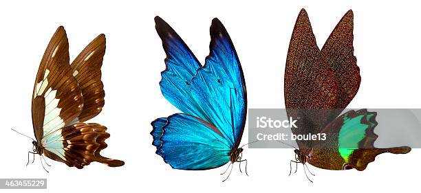 Бабочка Макро Фон — стоковые фотографии и другие картинки Авиационное крыло - Авиационное крыло, Бабочка, Белый