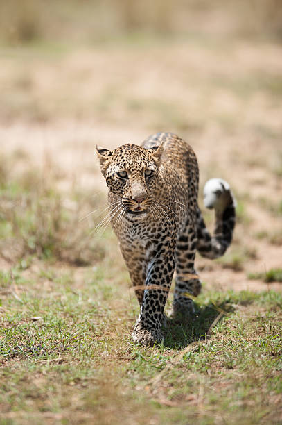 istock Leopard in Maasai Mara National Reserve 463455333