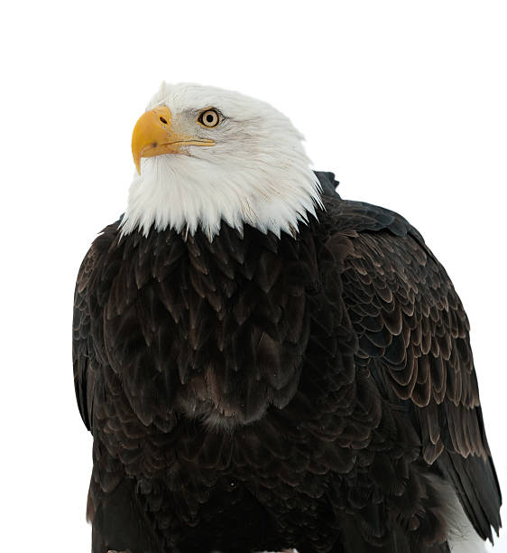 istock Close up Portrait of a Bald Eagle 463455695