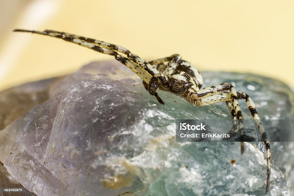 The Lichen Running Spider (Philodromus margaritatus) Animal Stock Photo