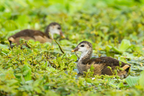 Close up of Young Common Moorhen(Gallinula chloropus) in nature of Thailand