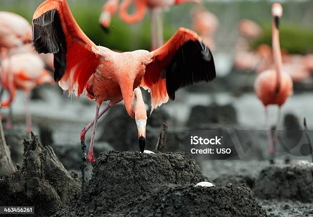 Flamingo Colónia - Fotografias de stock e mais imagens de Flamingo - Flamingo, Ninho de animal, América Latina