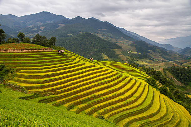 istock Rice terraces in Vietnam 463456395