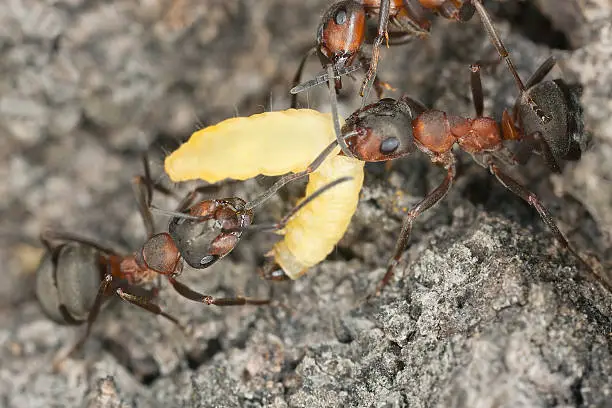 Photo of Wood ants (Formica rufa) transporting larva