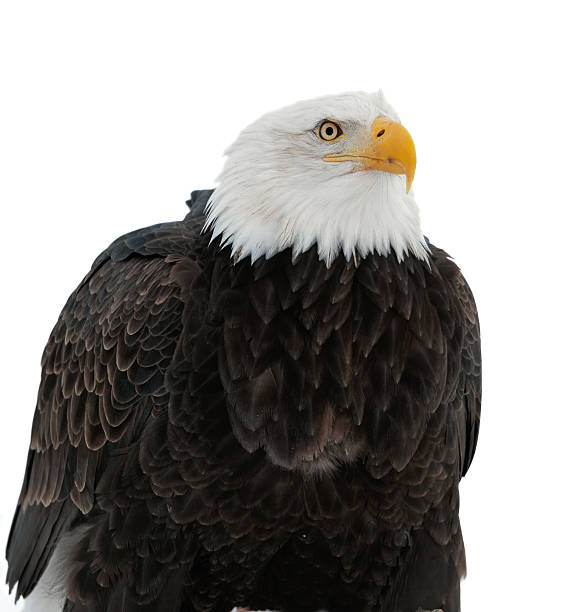 istock Close up Portrait of a Bald Eagle 463460621