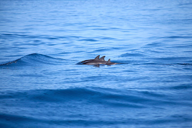 delfiny pływanie - riff zdjęcia i obrazy z banku zdjęć