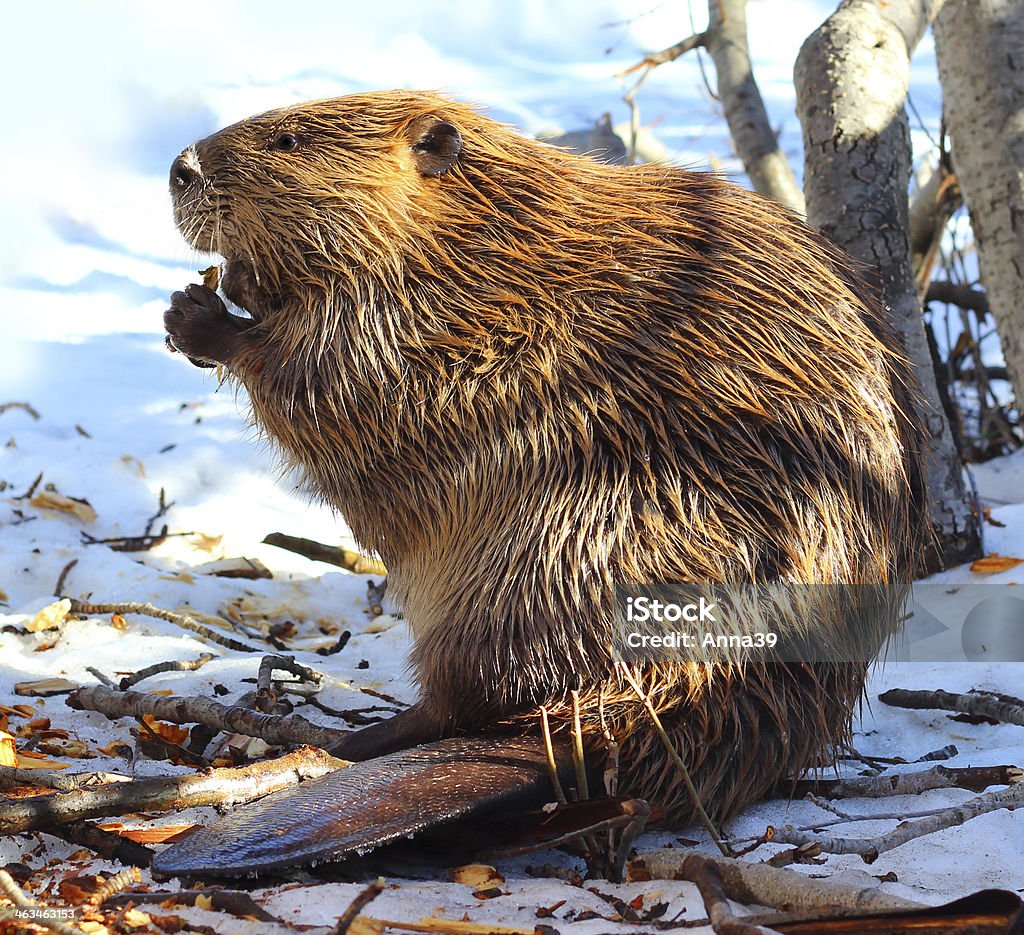 North American Beaver Eating Wood In the Snow North American Beaver in Tahoe eating wood in the snow. His dam was partially tore down. This maybe why he needed to find food in the day time on land in winter. Shot with Canon T3i with high color saturation. Beaver Stock Photo