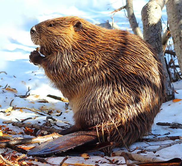 North American Beaver Eating Wood In the Snow North American Beaver in Tahoe eating wood in the snow. His dam was partially tore down. This maybe why he needed to find food in the day time on land in winter. Shot with Canon T3i with high color saturation. beaver stock pictures, royalty-free photos & images