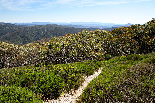 mt buller piste de marche - city of china texas photos et images de collection