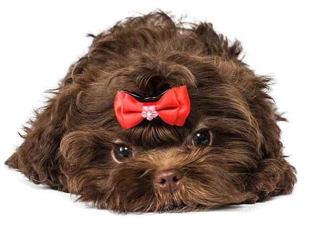 istock Russian color lap dog puppy 463464635