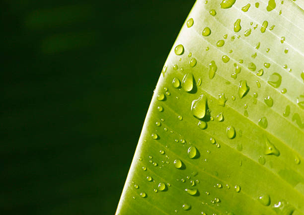 istock Banana leaf with water droplets 463464893