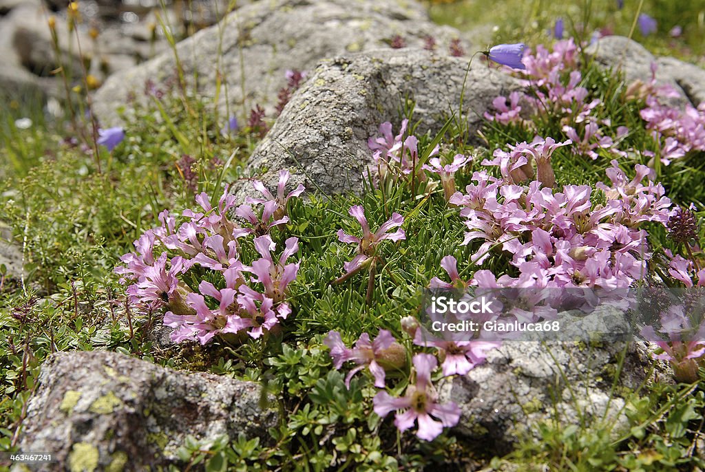 Paisagem alpina com flores no Primeiro Plano - Royalty-free Alba Foto de stock
