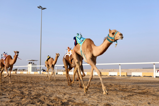 Camel race in Qatar, Middle East