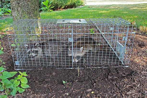 두 raccoons (procyon lotor) 에서 낌 가동중인 트랩 - 통발 농업 장비 뉴스 사진 이미지