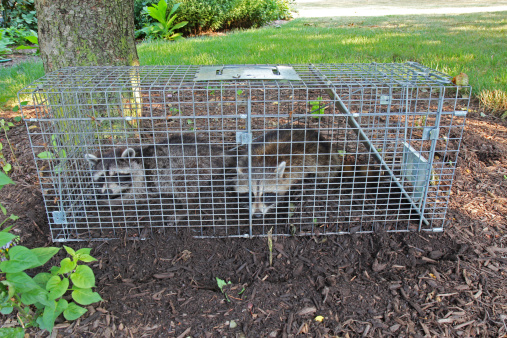 Two small American raccoons caught in a live trap in a homeowners back yard