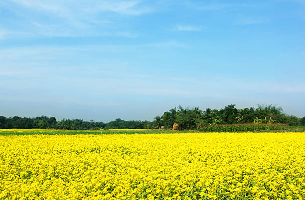 rural musterd campo em bangladesh - mustard plant mustard field clear sky sky - fotografias e filmes do acervo