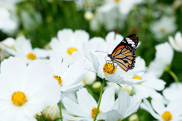 istock Butterfly on white cosmos flower in  the nature 463470923
