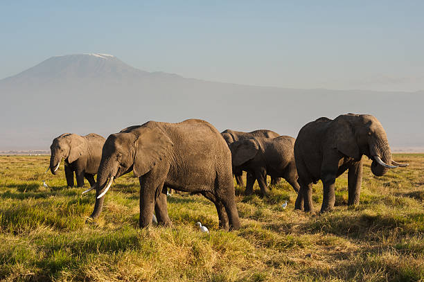 istock African elephants and Mt. Kilimanjaro 463471177