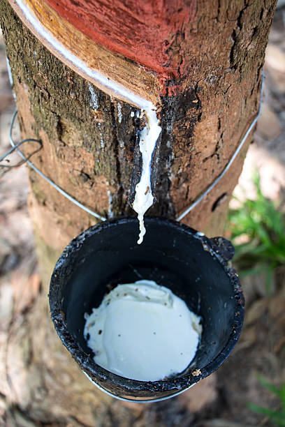 istock Milk of rubber tree into a wooden bowl 463471653