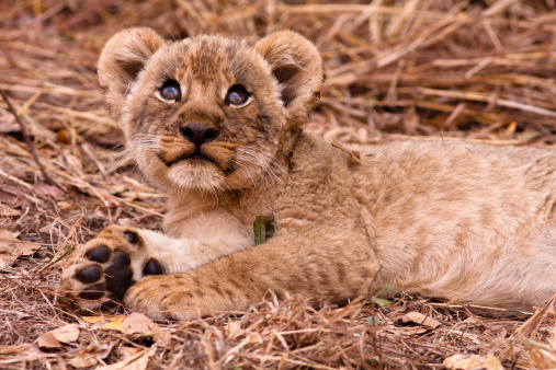 Cute lion cub lying in the grass and looking up into the sky