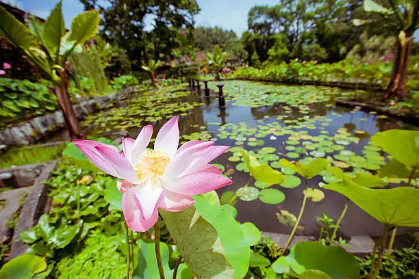 Pink Lotus on the pond  in Bali